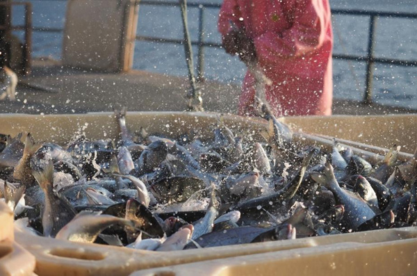 Fish farms