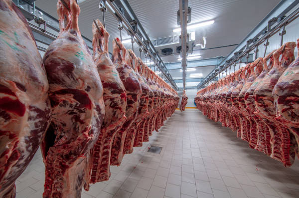 Beef slaughterhouses