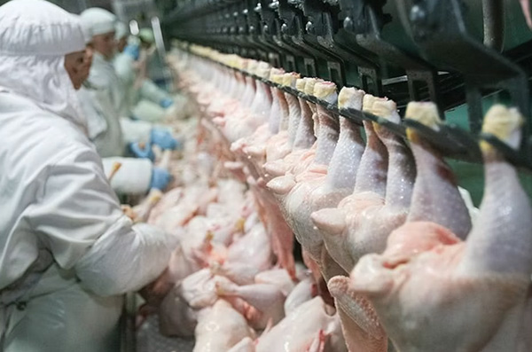 Poultry processing plants