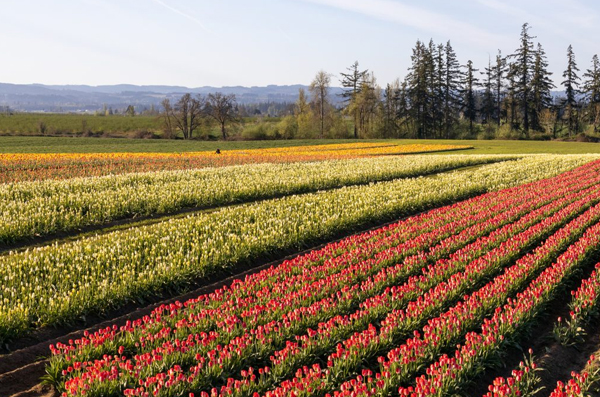 Flower farms